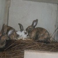Lapin différente race #2