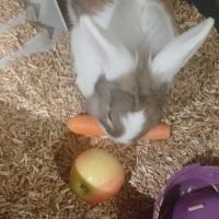Lapin différente race #3