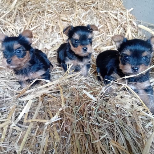 Magnifique chiot yorkshire male #2