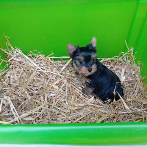 Magnifique chiot yorkshire male #3