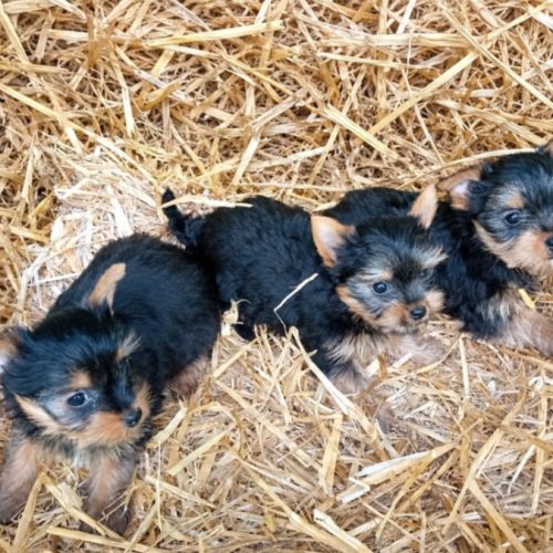 Magnifique chiot yorkshire male #0