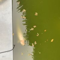 3 carpes koï 50 à 60 cm