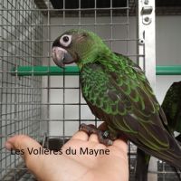 Jeunes mâles perroquets de jardine 2026 #1