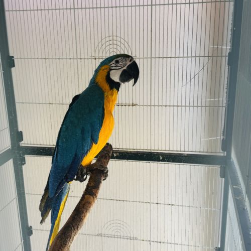 Ara bleu jaune #0