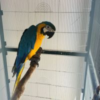 Ara bleu jaune #1