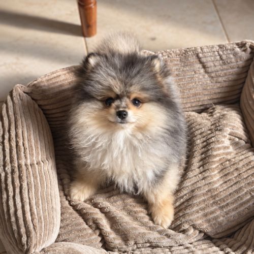 Magnifique mâle spitz nain merle #1