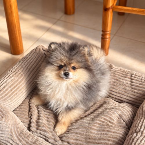 Magnifique mâle spitz nain merle #2
