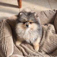 Magnifique mâle spitz nain merle #1