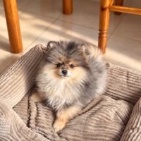 Magnifique mâle spitz nain merle #2