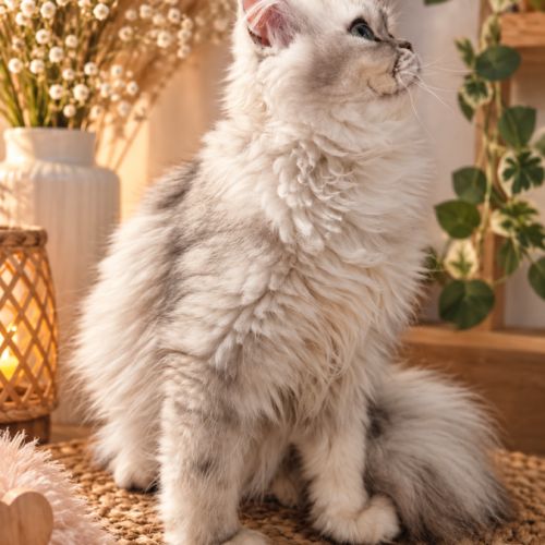 Femelle chaton persan #0