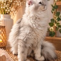 Femelle chaton persan