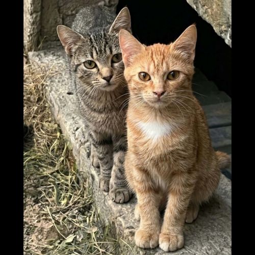 Balzac et sézane, duo à l'adoption #0
