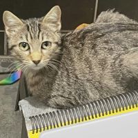 Balzac et sézane, duo à l'adoption #1