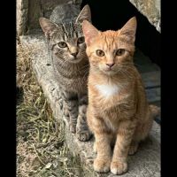 Balzac et sézane, duo à l'adoption
