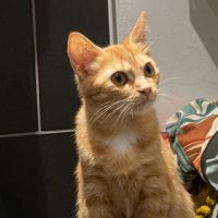 Balzac et sézane, duo à l'adoption #3