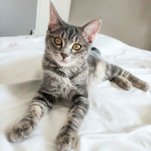 Shiva, adorable chaton à l'adoption #0