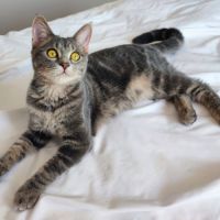 Shiva, adorable chaton à l'adoption #1