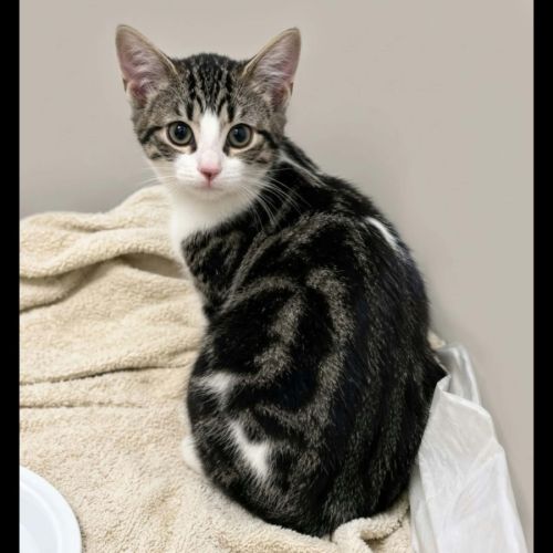 Griotte, adorable chaton à l'adoption #0