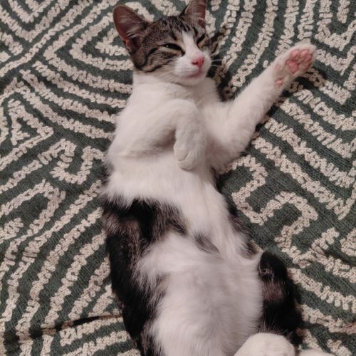 Griotte, adorable chaton à l'adoption #2