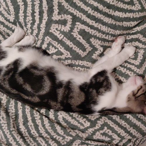 Griotte, adorable chaton à l'adoption #3