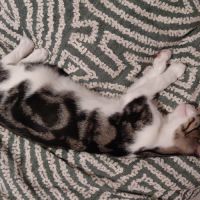 Griotte, adorable chaton à l'adoption #3