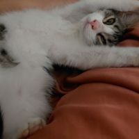 Griotte, adorable chaton à l'adoption #4