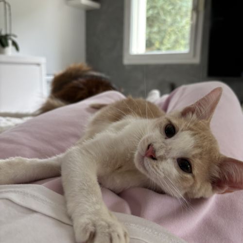 À adopter – adorable chaton roux #2