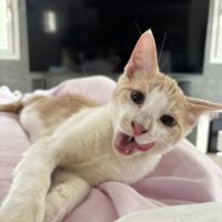 À adopter – adorable chaton roux #1