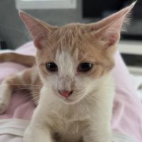 À adopter – adorable chaton roux
