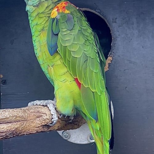 Male amazone front bleu