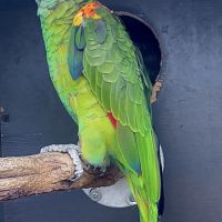 Male amazone front bleu