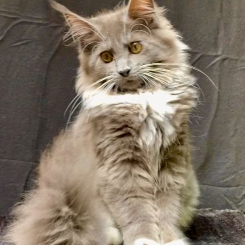 Magnifiques chatons maine coon loof #1