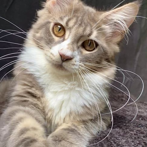 Magnifiques chatons maine coon loof #2