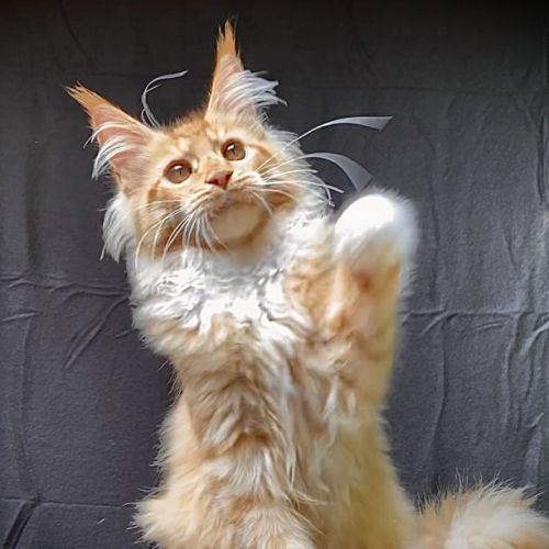 Magnifiques chatons maine coon loof #3