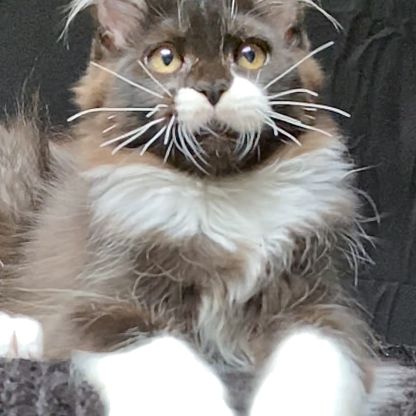 Magnifiques chatons maine coon loof #4