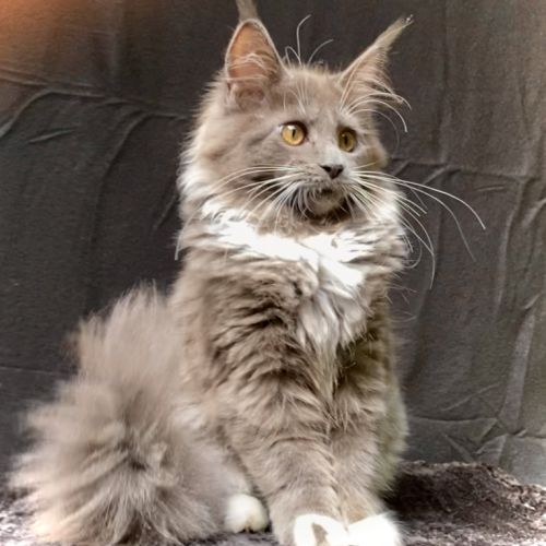 Magnifiques chatons maine coon loof #5