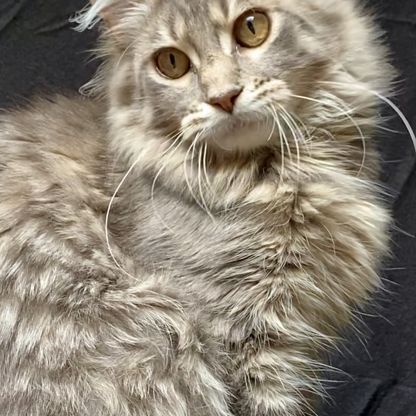 Magnifiques chatons maine coon loof