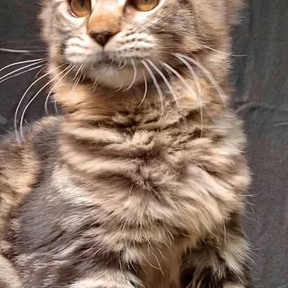 Magnifiques chatons maine coon loof #8