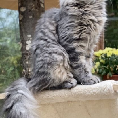 Magnifiques chatons maine coon loof #9