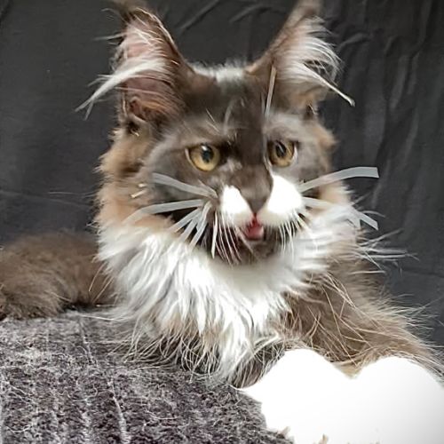 Magnifiques chatons maine coon loof #10