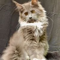 Magnifiques chatons maine coon loof #1