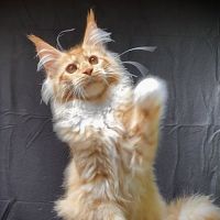 Magnifiques chatons maine coon loof #3