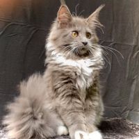 Magnifiques chatons maine coon loof #5