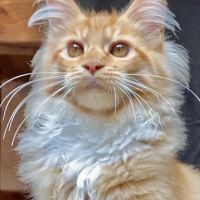 Magnifiques chatons maine coon loof #7
