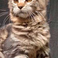 Magnifiques chatons maine coon loof #8