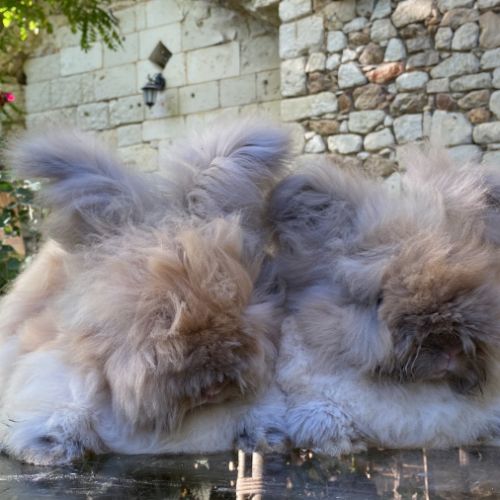 Magnifique lapin angora anglais #1