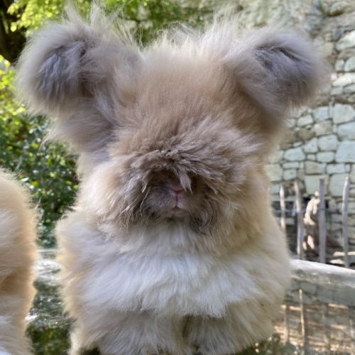 Magnifique lapin angora anglais #2