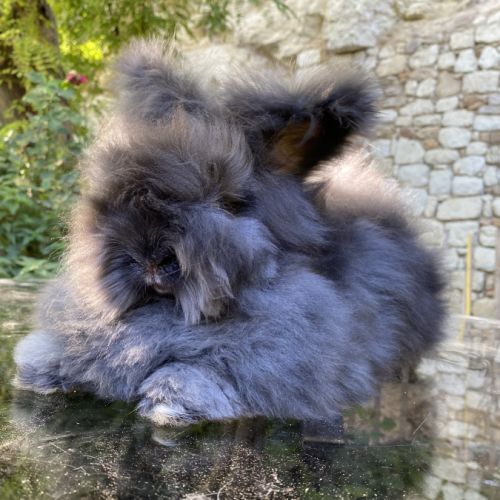 Magnifique lapin angora anglais #3