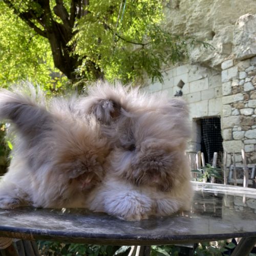 Magnifique lapin angora anglais #6