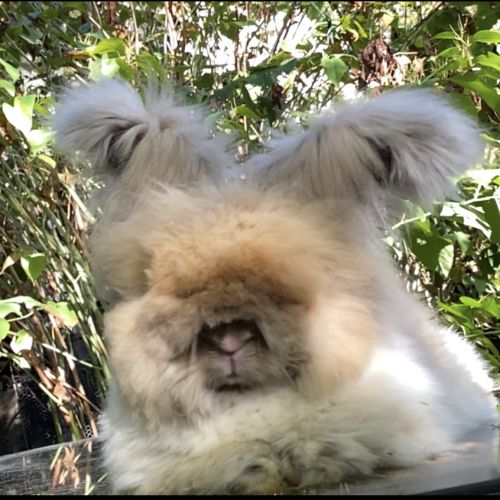 Magnifique lapin angora anglais #7